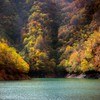 九頭竜の紅葉