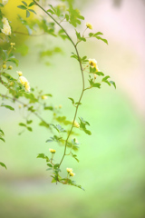 垂れ咲く黄薔薇