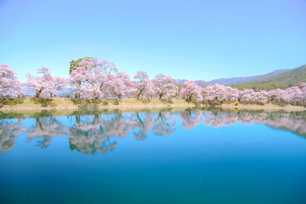 水辺に映す春
