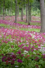 花の森 １