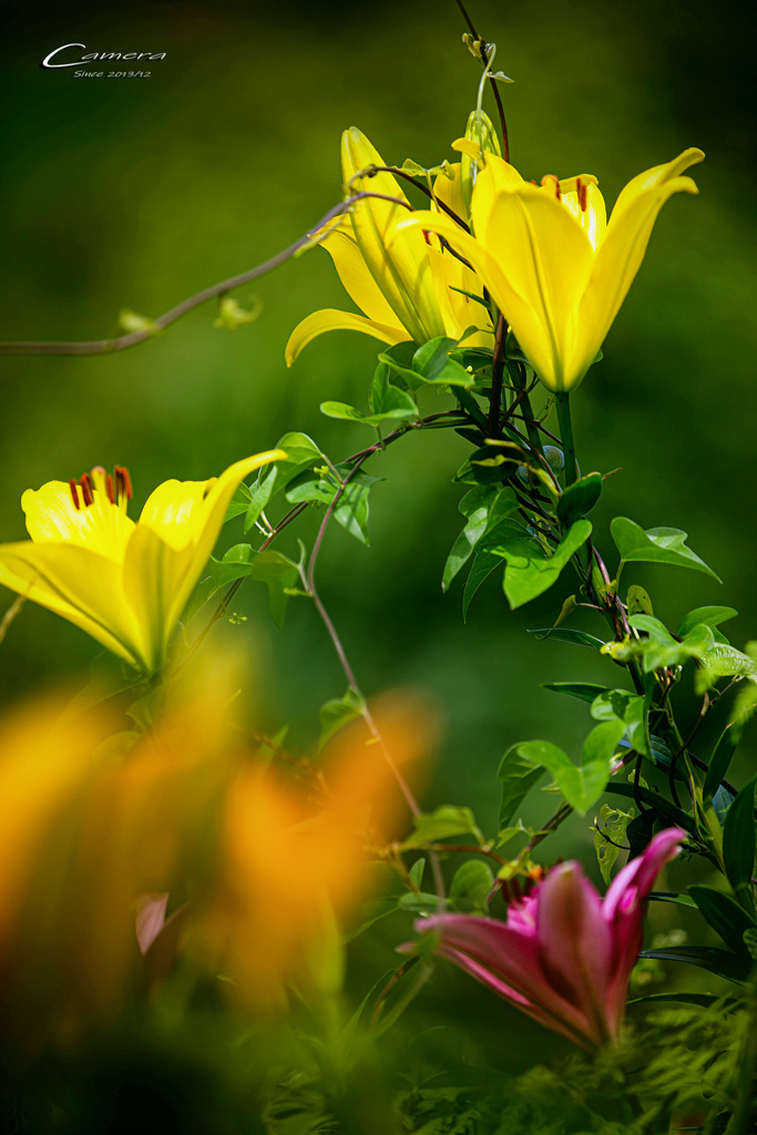 つる草 絡む