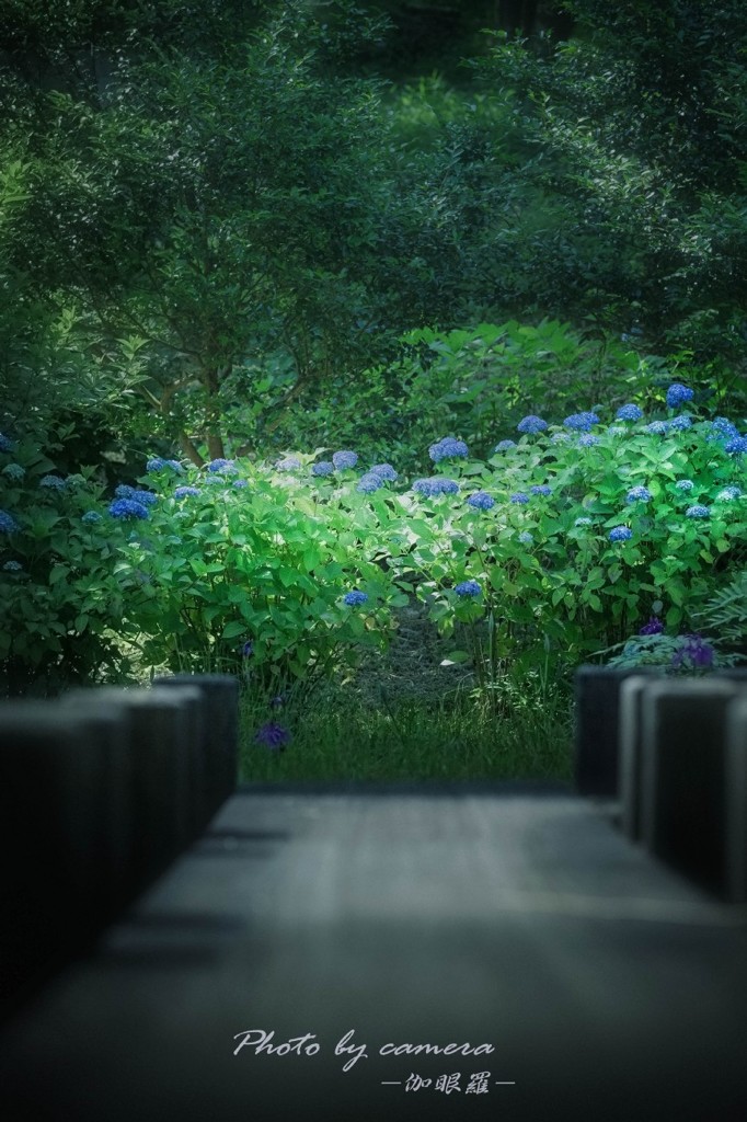 紫陽花の咲く頃