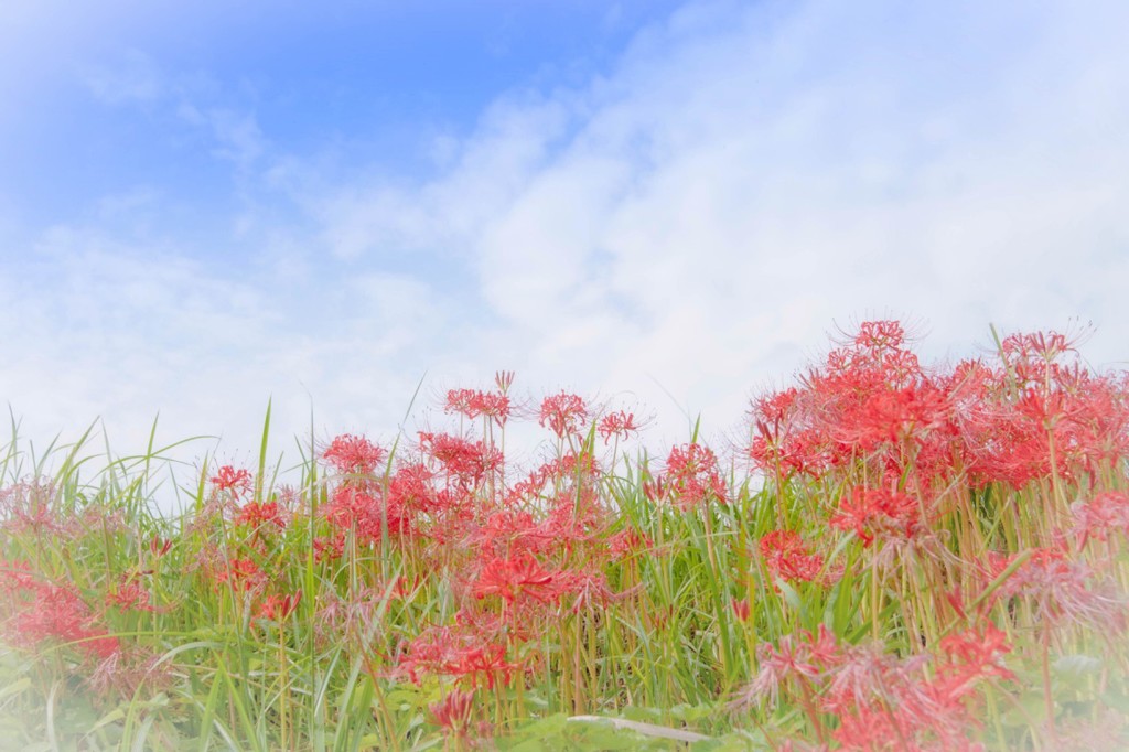 秋空に華やぐ