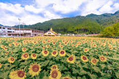 夏色の記憶