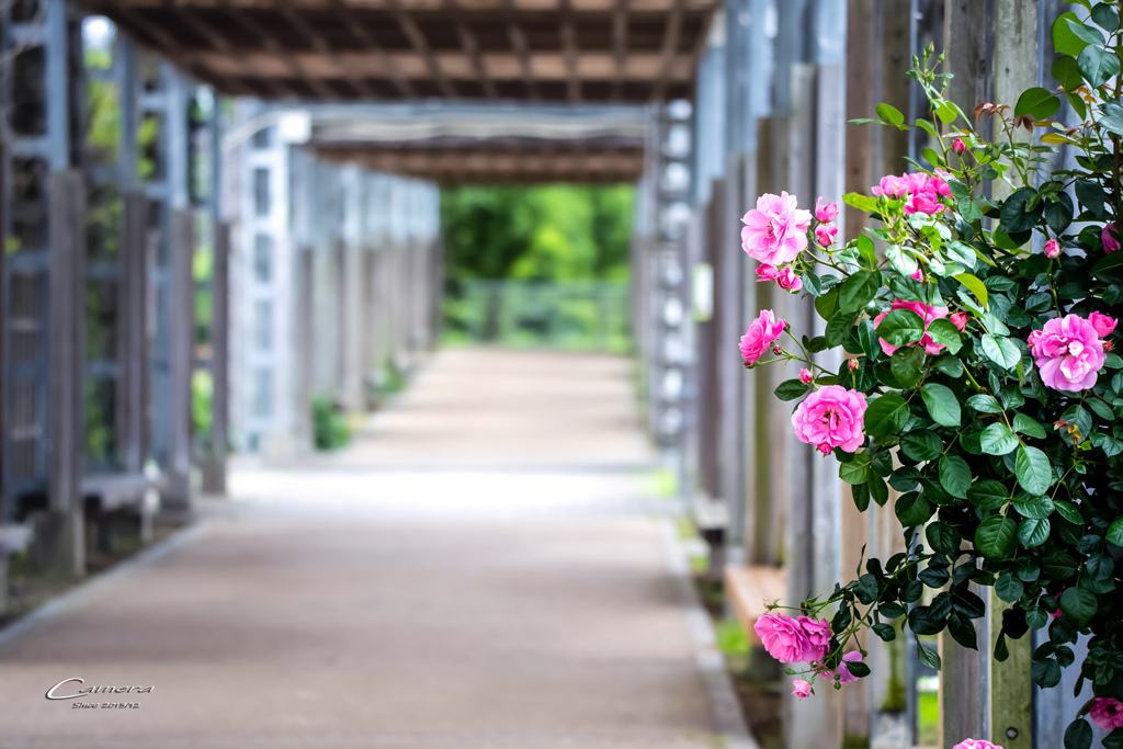 薔薇の花咲く回廊
