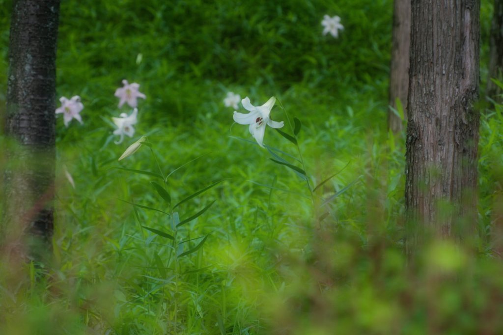 ササユリの咲く森 ２