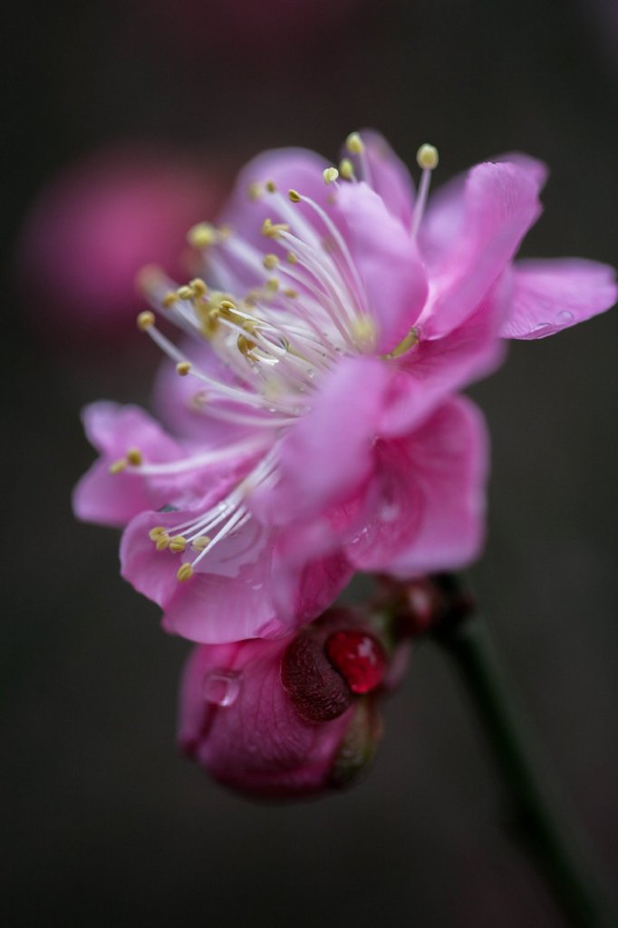 春雨に濡れて