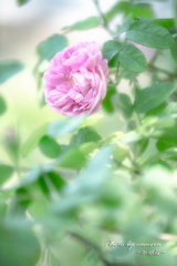 Pink rose