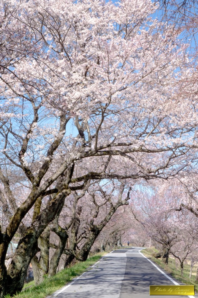 桜道