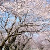 桜道