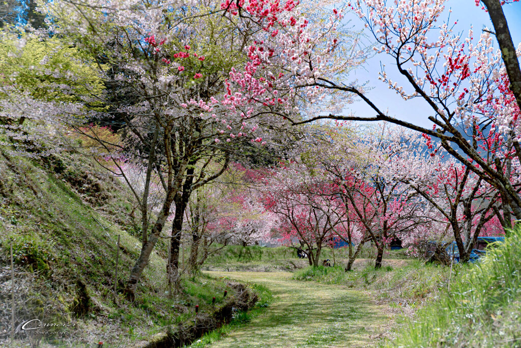 花桃の里 Ⅶ