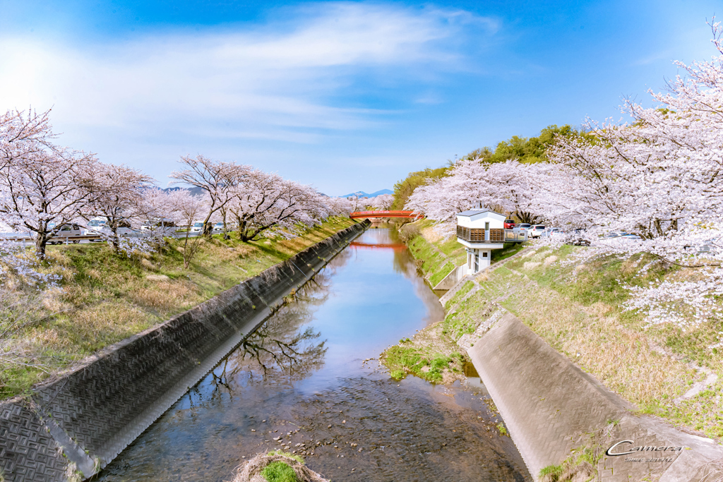 桜堤