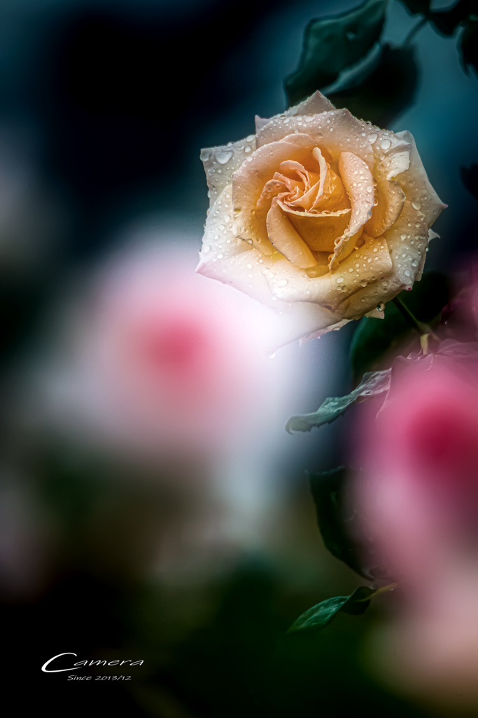 Rose in the rain Ⅶ