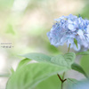 ヤマアジサイ Ⅴ