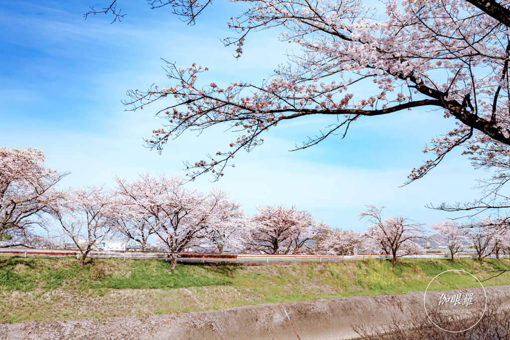 桜並木