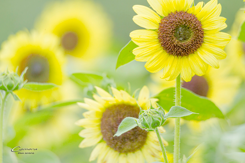sunflower