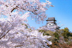 満開の桜と犬山城