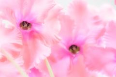 Pink cyclamen