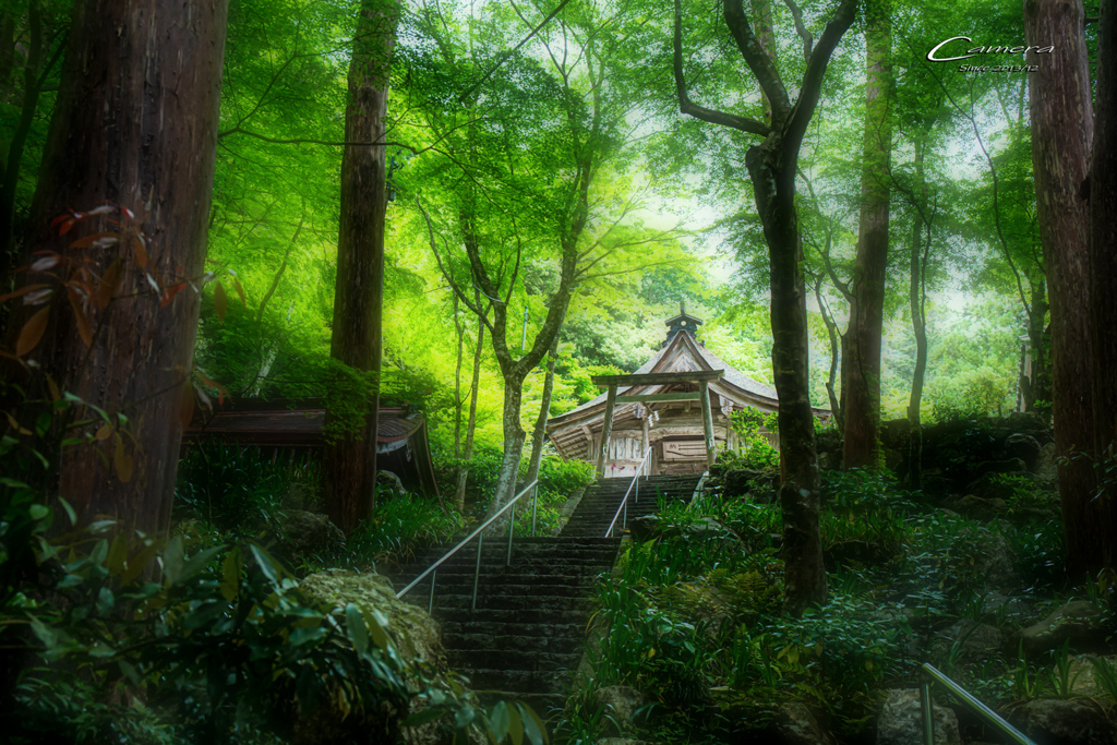 新緑の大矢田神社 Ⅶ