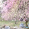 春色に包まれて 2