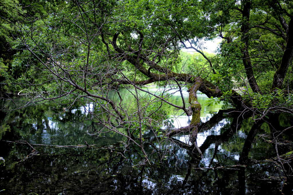 in the forest Ⅳ