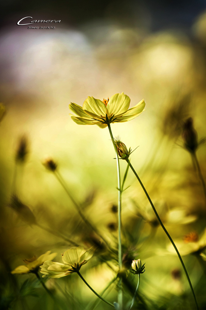 Yellow cosmos