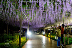 夜藤の恋