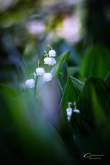 お家 de Photo　Ⅹ
