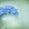 夢見る紫陽花