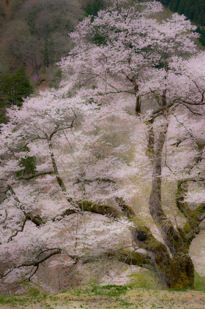 銘木 「駒つなぎの桜」　２