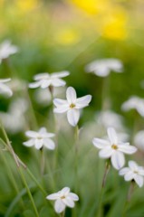 庭の草花たち　　～ハナニラ～