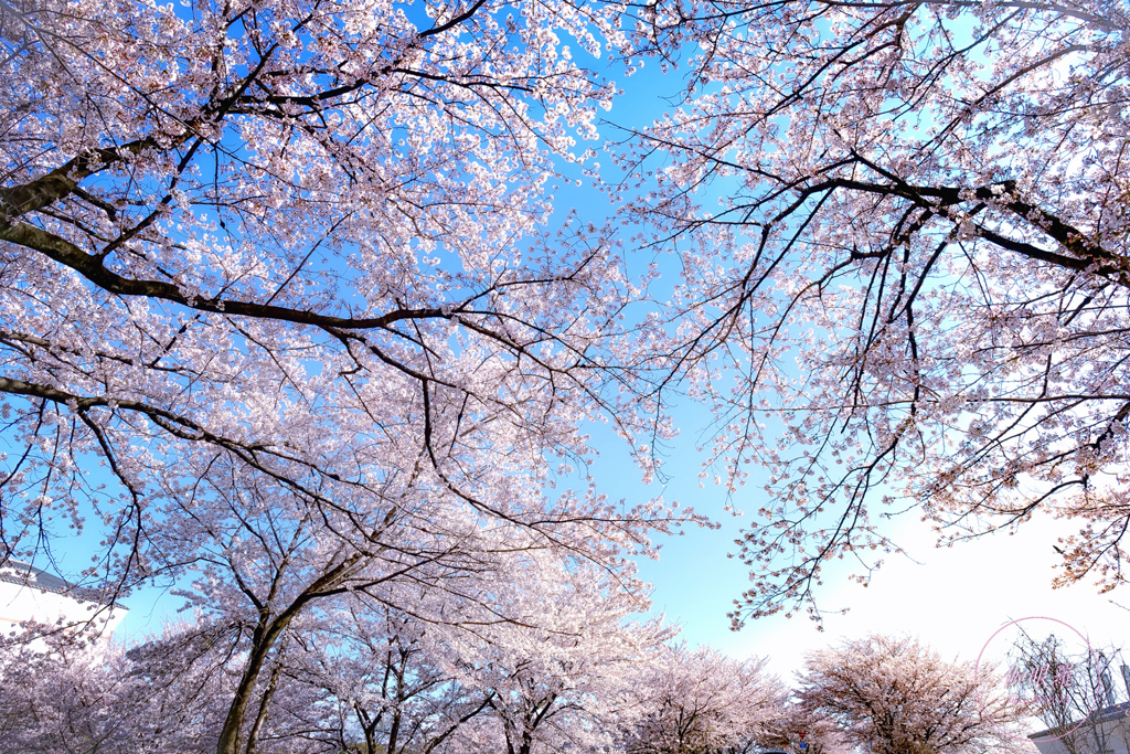 in the blue sky