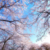 in the blue sky