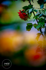 Red rose and light
