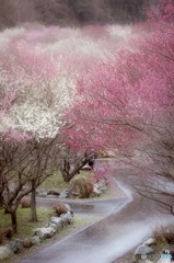 雨の梅園