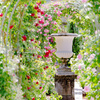 Rose arch