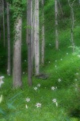 ササユリの咲く森 １