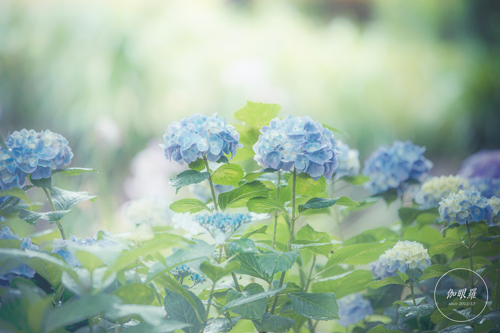 梅雨の色彩