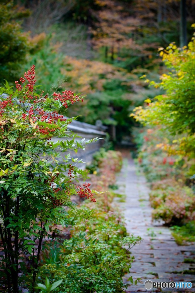 秋色の小路