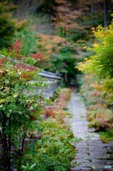 秋色の小路