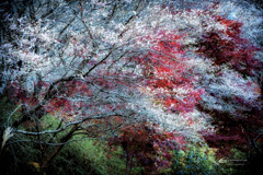 四季桜 2020-4