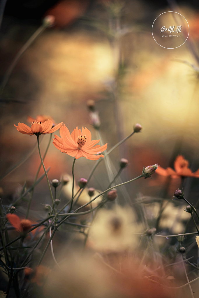 Orange cosmos flowers