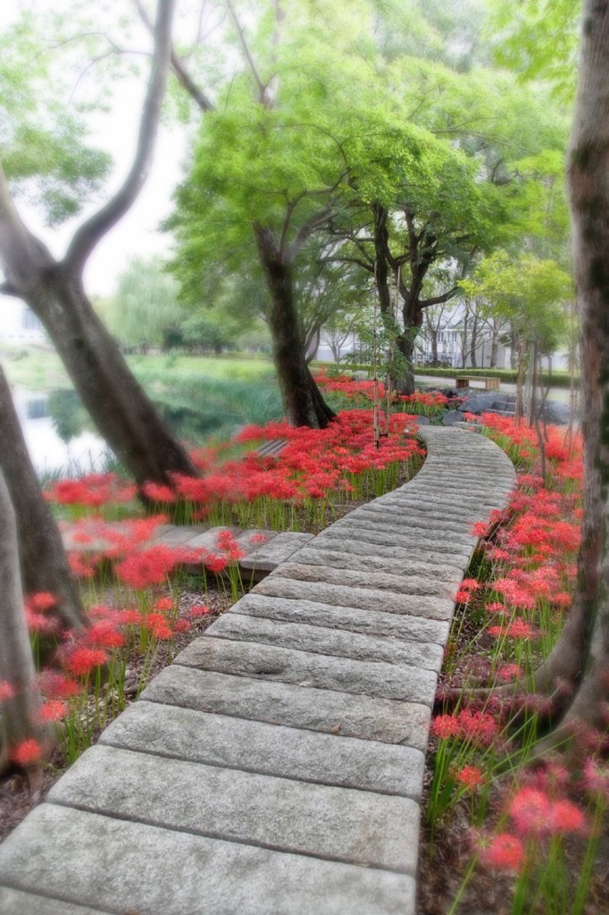 彼岸花の咲く小路