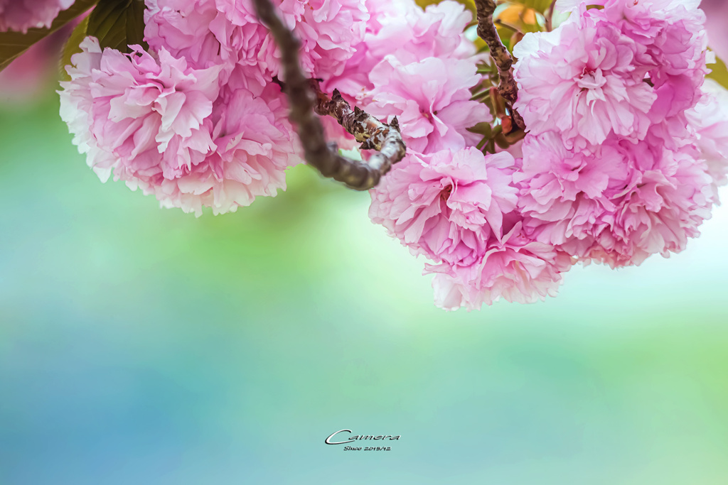 八重桜 Ⅱ