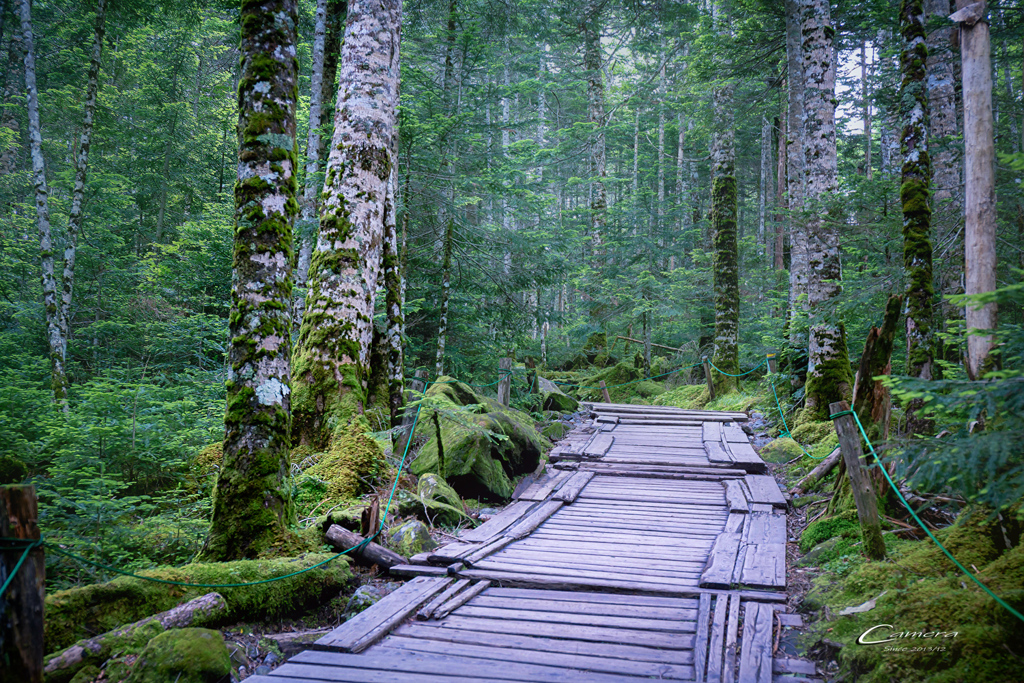 The Forest Road ２