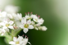 蕎麦の花