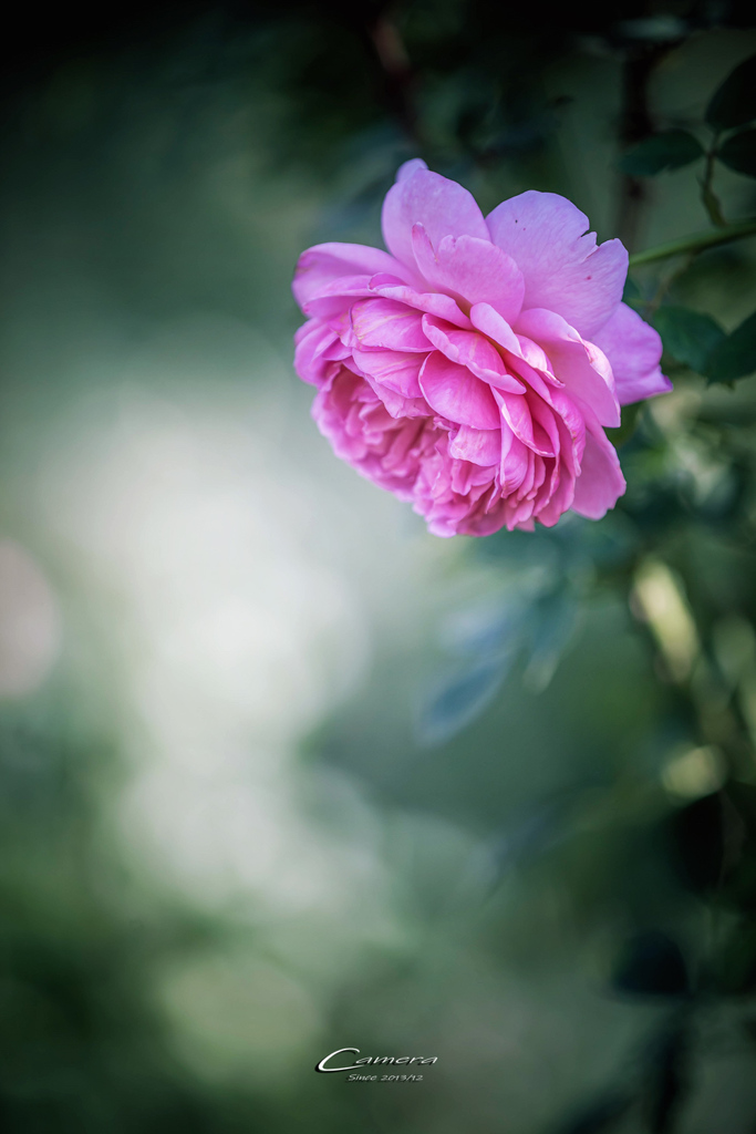 Autumn rose