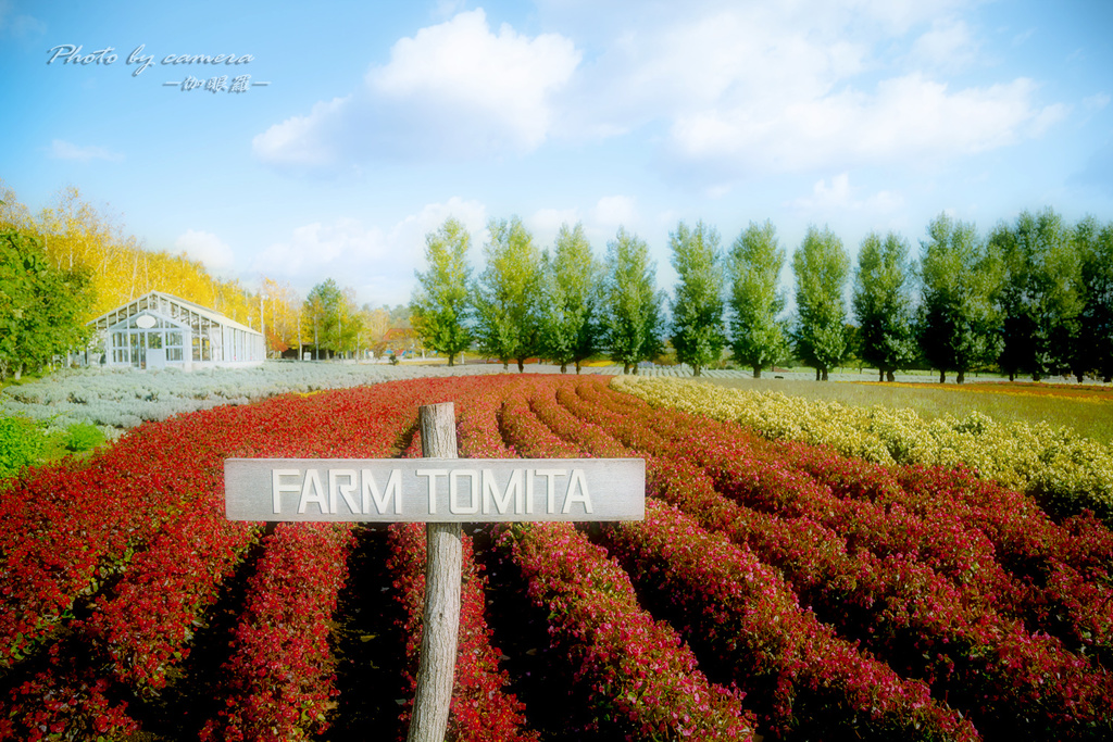 FARM TOMITA