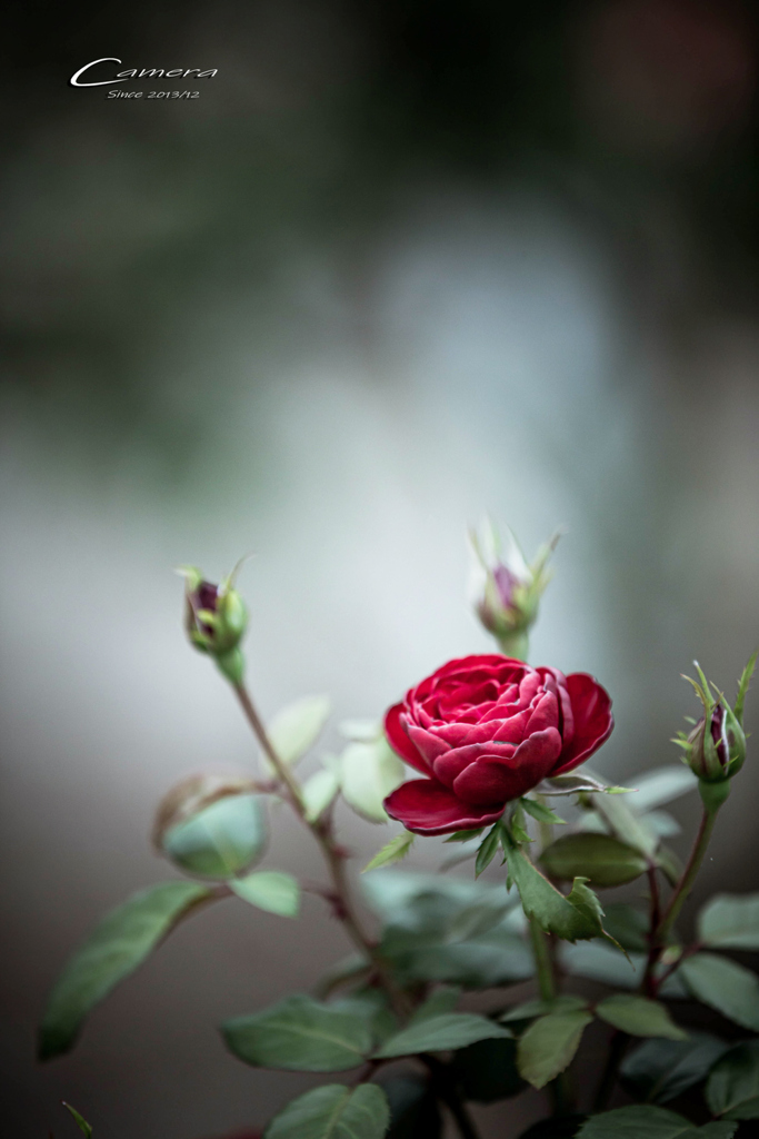 One rose