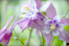 Flower in my garden Ⅰ